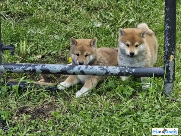 detailní fotografie