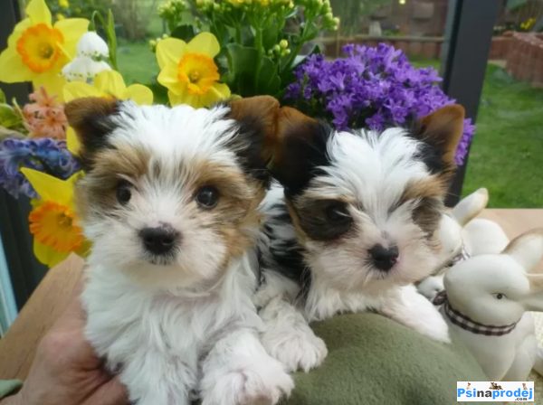 detailní fotografie