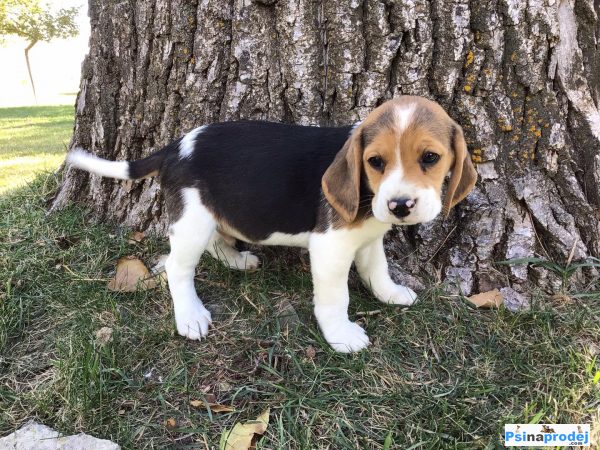 detailní fotografie