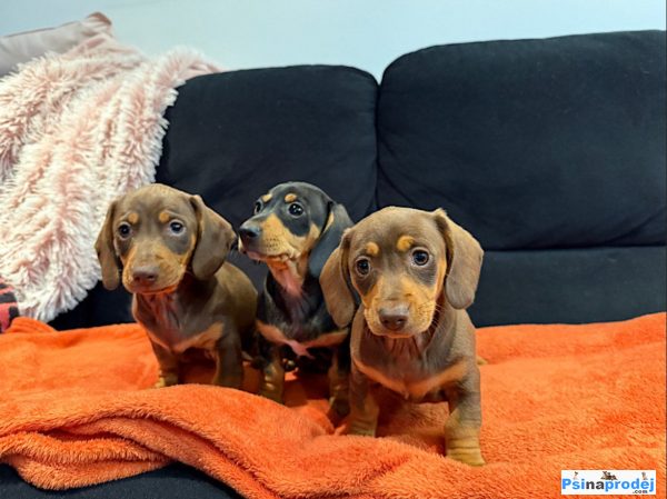 detailní fotografie