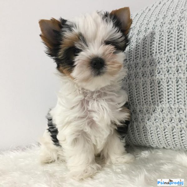 detailní fotografie