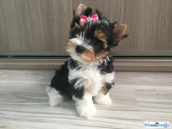 detailní fotografie