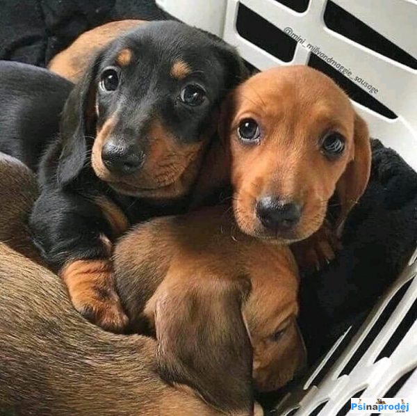 detailní fotografie