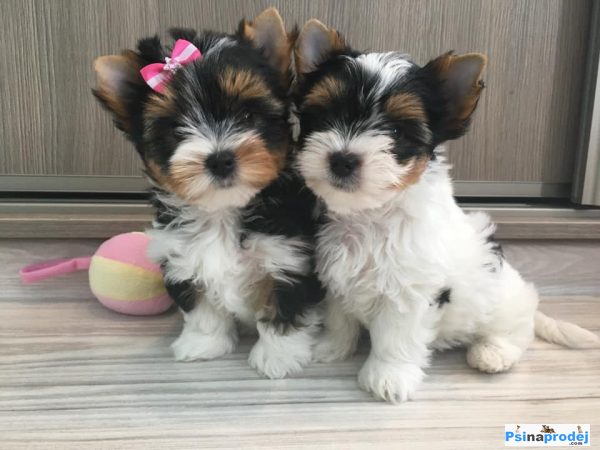 detailní fotografie