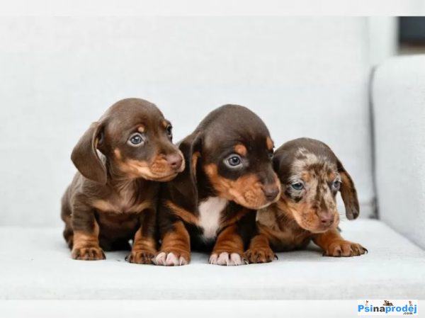 detailní fotografie