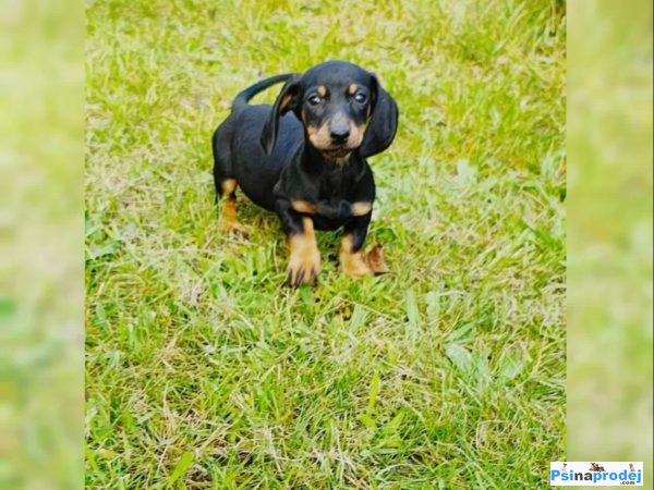 detailní fotografie