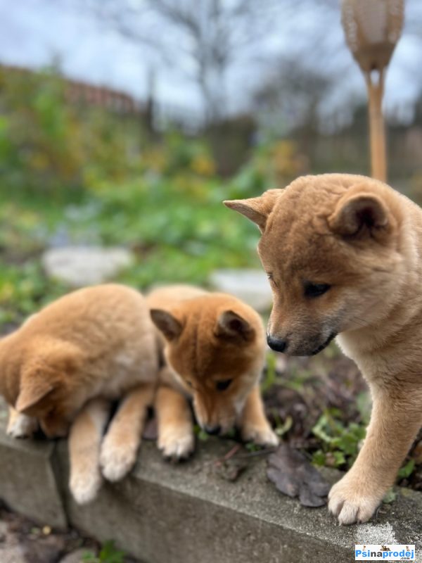 detailní fotografie