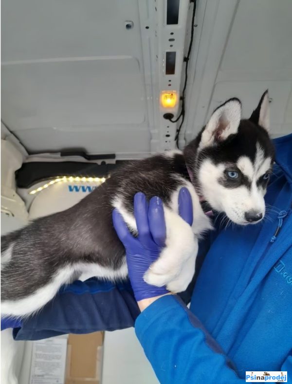 detailní fotografie