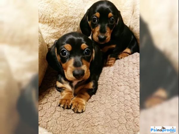 detailní fotografie