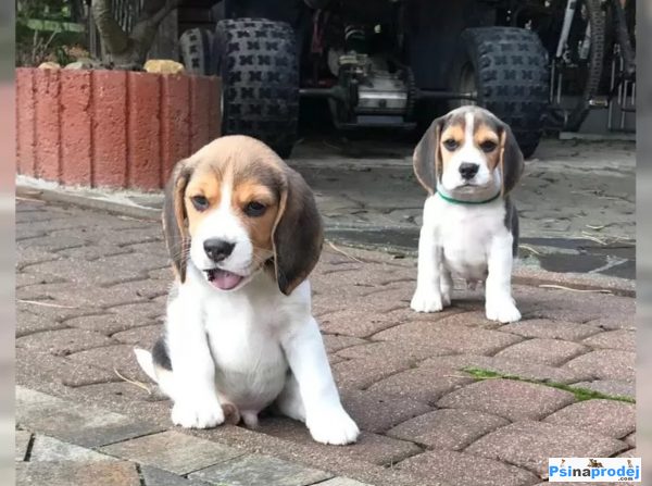 detailní fotografie