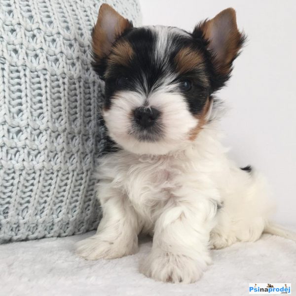 detailní fotografie