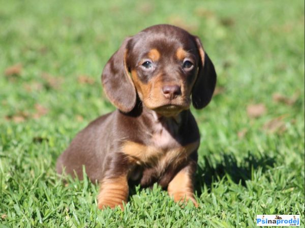 detailní fotografie