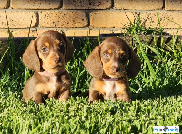 detailní fotografie