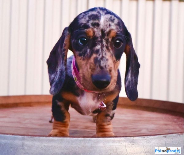 detailní fotografie