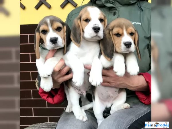 detailní fotografie