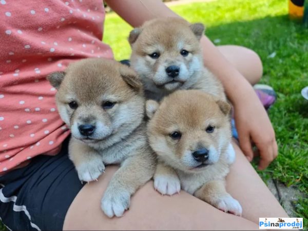 detailní fotografie