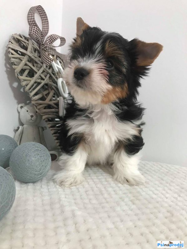 detailní fotografie