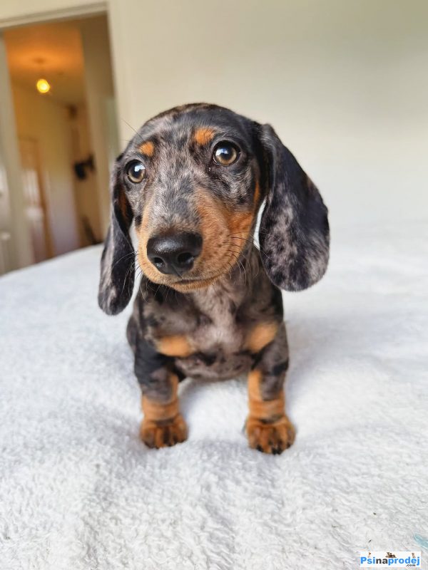 detailní fotografie