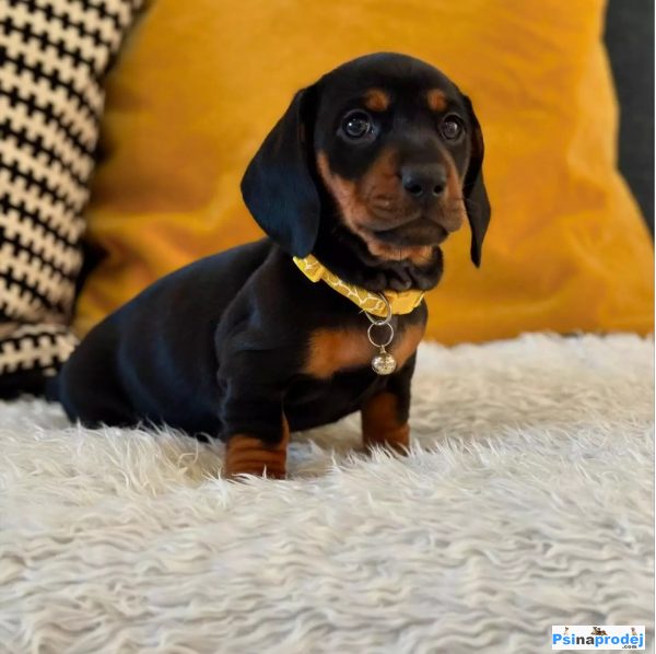 detailní fotografie