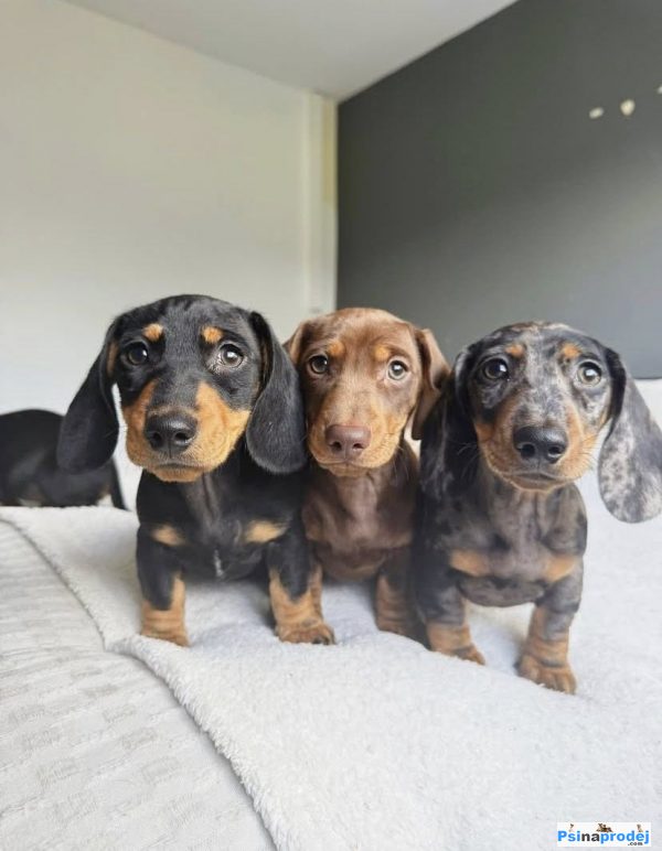 detailní fotografie