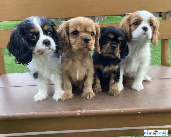 detailní fotografie