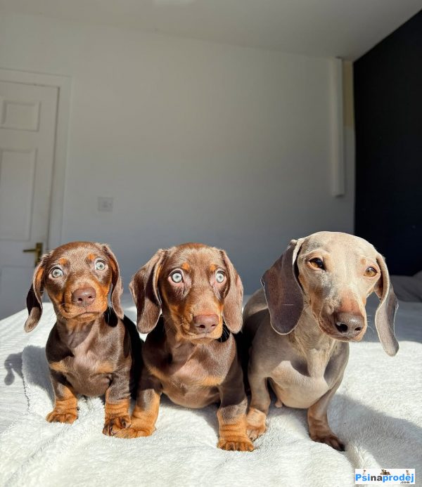 detailní fotografie