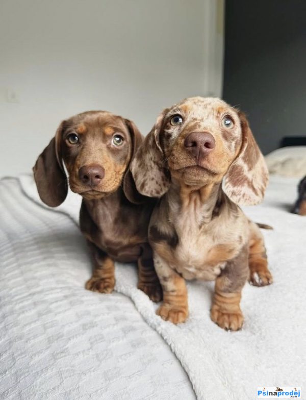 detailní fotografie