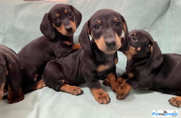 detailní fotografie